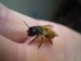 včela samotářská - zednice rezavá