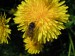 včela samotářská - zednice rezavá 2