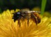 včela samotářská - zednice rezavá3